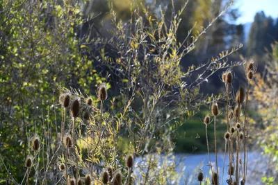 DSC_6538 (Large).JPG